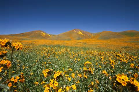 File:California Wildflowers off Bitterwater Rd 23Mar2010.jpg