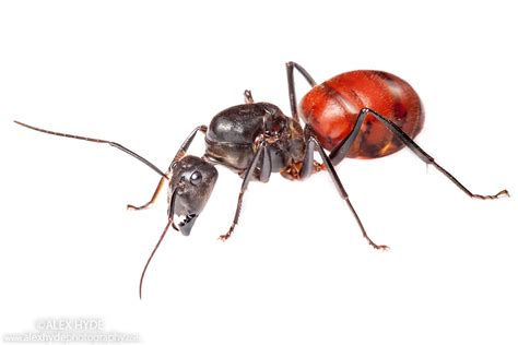 Giant Forest Ant {Camponotus gigas} - Borneo | Alex Hyde