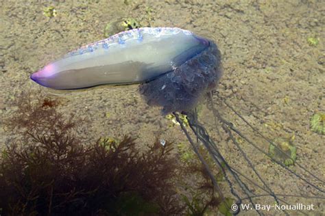 description of Physalia physalis - Portuguese man-of-war