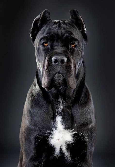 Black Cane Corso | Cane Corso Dog Breed » Everything About Cane Corsos | Corso dog, Cane corso ...