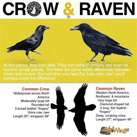 Image result for crow vs raven beak | Crow, Pet birds, Raven