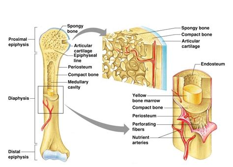 Bone Cross Section Labeled / Pin by Danielle Papas on Nursing Anatomy ...