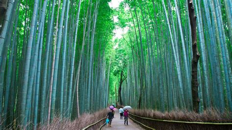 Arashiyama Bamboo Forest, Kyoto, Japan [OC] : pics