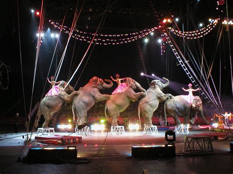 What a circus: Should animals be part of the show? | Science Buzz