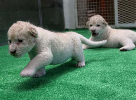 White Lioness Cubs Will Melt Your Heart (PICTURES) | HuffPost UK