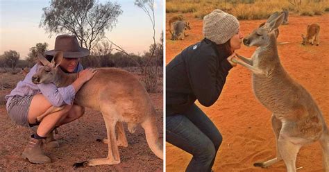 Rescued Kangaroo Can’t Stop Hugging And Cudding Volunteers Who Saved ...