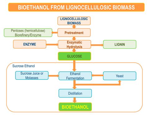 enzymatic hydrolysis of glycogen