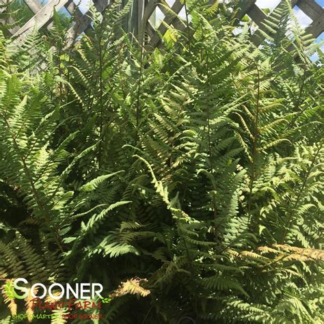 Ghost Fern | Sooner Plant Farm