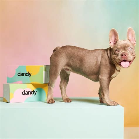 dandy Review - Must Read This Before Buying