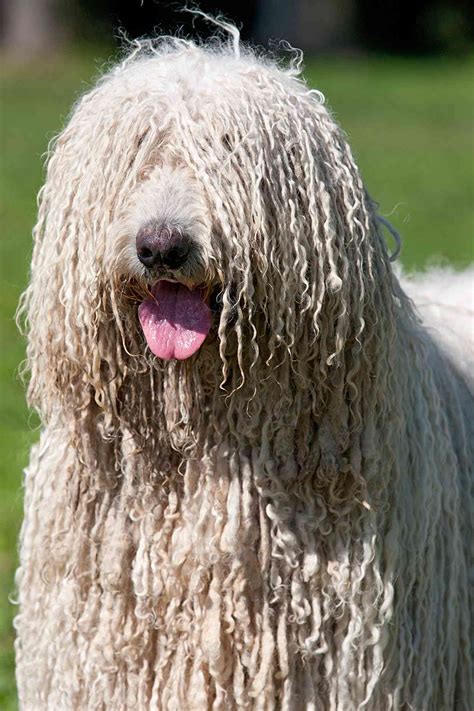 Komondor Dog Breed Information and Characteristics