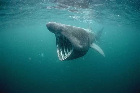 Basking Shark Isle of Man available as Framed Prints, Photos, Wall Art and Photo Gifts