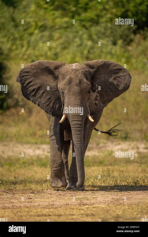 African bush elephant crosses grass flapping ears Stock Photo - Alamy