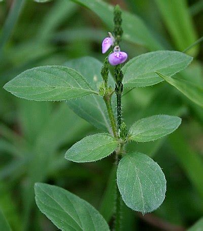 Justicia procumbens - Biodiversity of India: A Wiki Resource for Indian ...