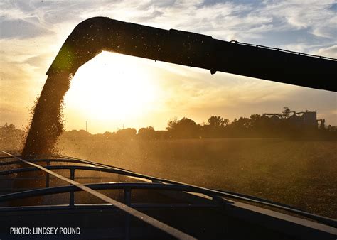 U.S. Corn Farmers Wary of Vomitoxin, Latest Stress on Global Grain Supplies | Pork Business