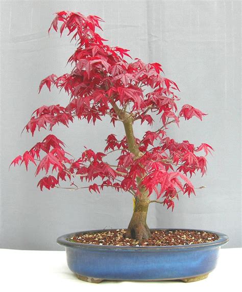 Red Japanese Maple Acer palmatum atropurpureum Tree Seeds (Fall Color ...