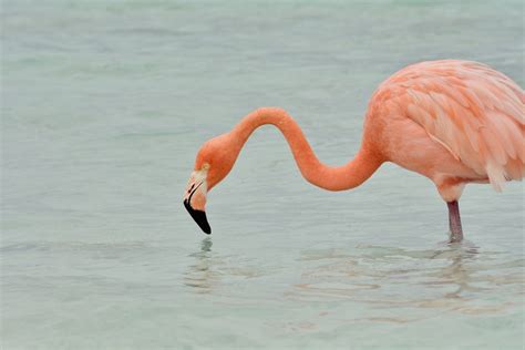 Snorkeling at Flamingo Beach, Renaissance Island | Snorkeling in Aruba