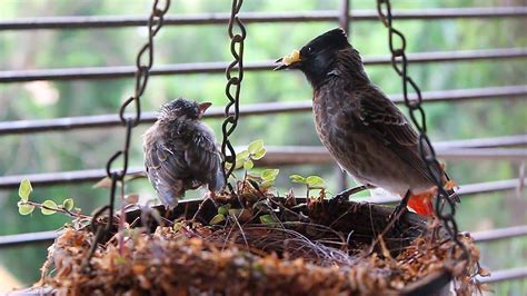 Baby bulbul learning to fly! Red Vented Bulbul Nest: Part 2 - YouTube