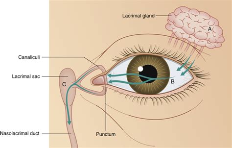 Disorders of the Lacrimal System | Ento Key