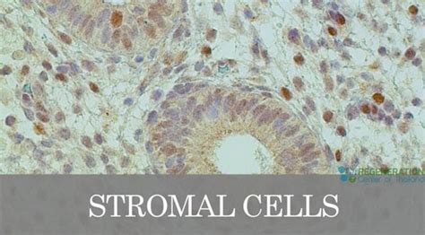 Stromal Cells Role in Immunoregulatory Function