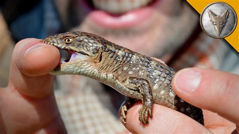 Are Alligator Lizards Poisonous?