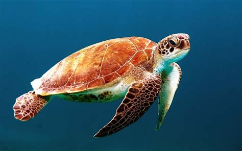 brown, turtle, swimming, underwater, closeup, photo, black, wallpaper | Piqsels