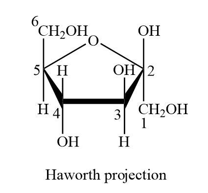 Fructose: Draw the structure of the D form, the Fischer projection, and ...