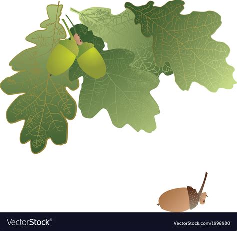 Oak leaves and acorns on transparent background Vector Image