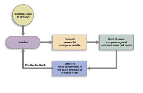 Feedback Loops | Anatomy and Physiology I