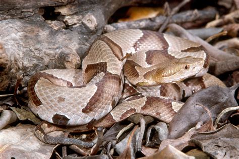 Copperhead Snake Habitat