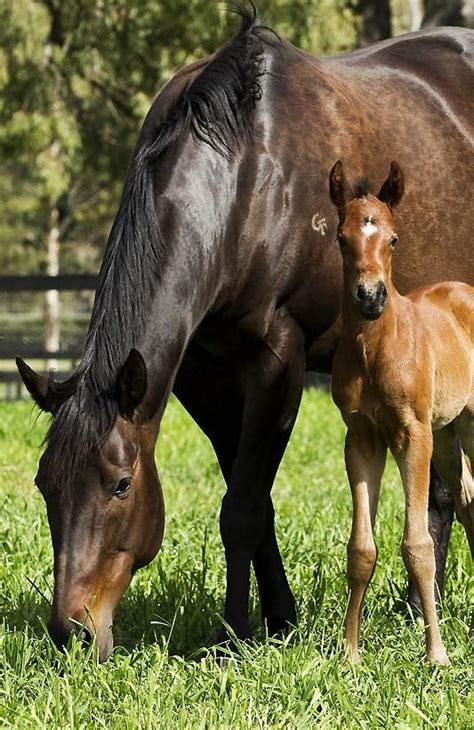 Black Caviar taking to motherhood in 2020 | Horses, Foals, Black caviar