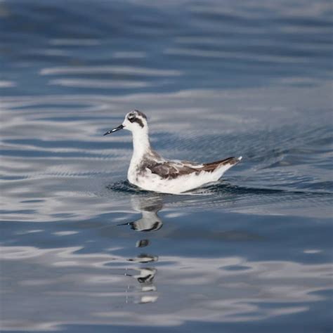 Red-necked Phalarope | BirdForum