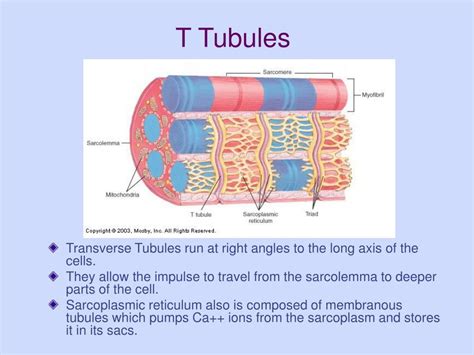 PPT - Muscle Physiology Chapter 11 Supplement 1 PowerPoint Presentation - ID:3769189