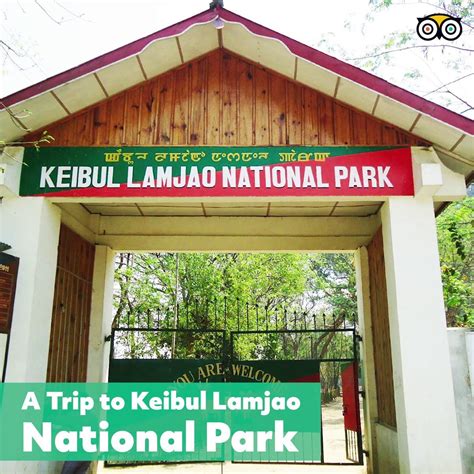 Tripadvisor - A Trip to Keibul Lamjao National Park