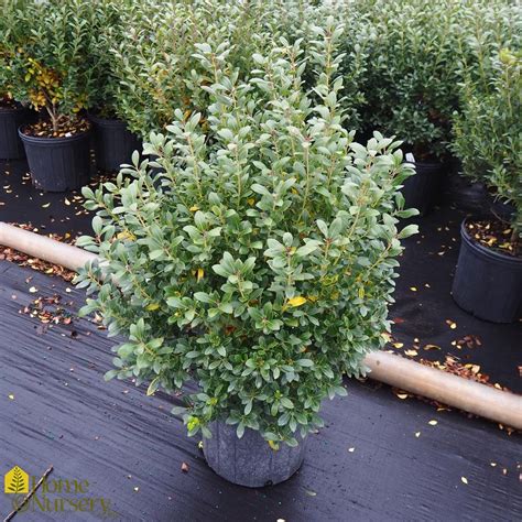 Ilex glabra 'Nigra' Inkberry from Home Nursery