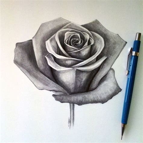 Realistic Rose Pencil Sketches Drawing A Realistic Rose Rose | Rose ...