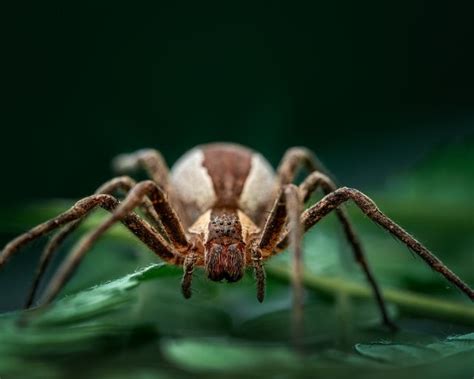 King Baboon Spider: This Tarantula's Immensely Painful Venom May Help Us Understand Chronic Pain ...