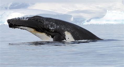 Humpback Whales Enjoying Baby Boom in the Antarctic