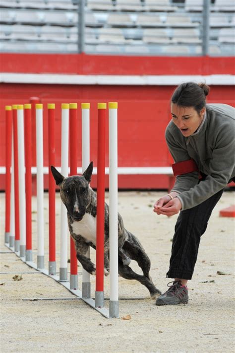 Agility - Dog-Breeds.net