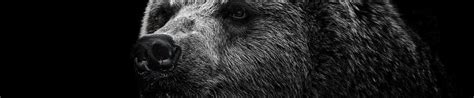 1920x400 Resolution bear, grizzly bear, eyes 1920x400 Resolution ...