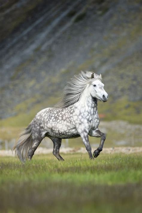 #horsesoficeland #icelandichorse #iceland #islandpferd #horselover # ...