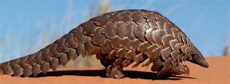 Eating Pangolin Meat in China for Health and Sexual Benefits No More ...