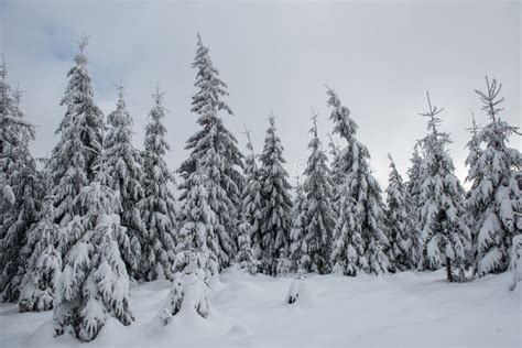 Winter wonderland forest stock photo. Image of nature - 130449046