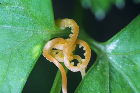 This Parasitic Vine Helps Plants Communicate