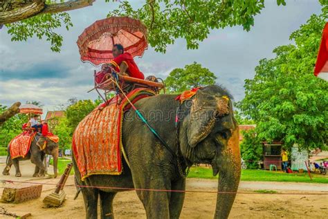 Elephant Camp Elephant (Thailand Au Taya) Editorial Stock Image - Image of camp, ayutthaya ...