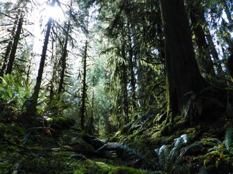 How to Visit the Hoh Rainforest - Ordinary Adventures