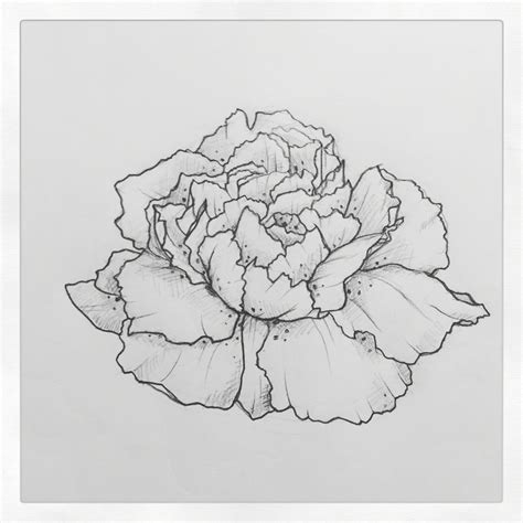 Outline Carnation Tattoo Drawing