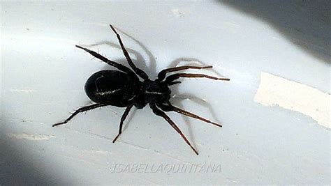 Black House Spider | Project Noah