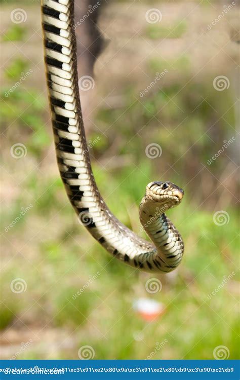 Adder snake stock image. Image of close, danger, skin - 41420465