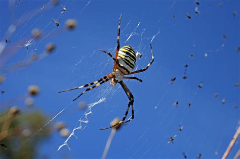 Flying spiders use electricity to terrify us all