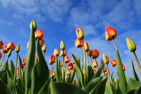 tulips, flowers, tulip field, tulpenbluete, tulip fields, field of ...